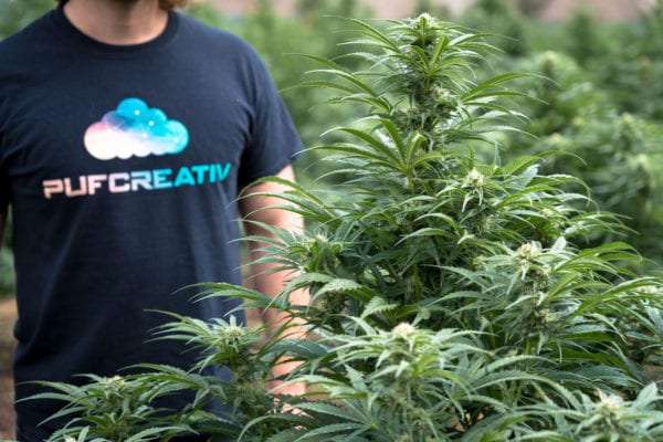 organic cannabis farming pot zero