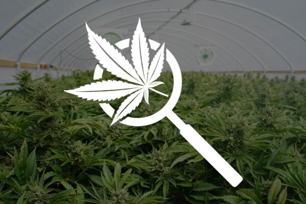 our favorite cannabis hemp businesses directories seo blog