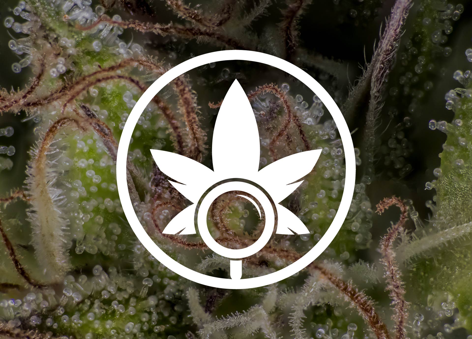 effective-cannabis-seo-blog-2