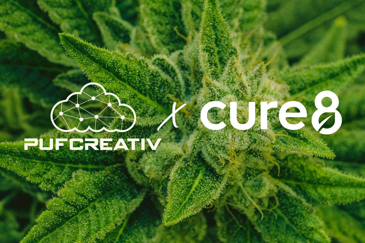 pufcreativ-cure8-cannabis-it-security-partnership